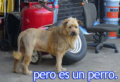 Perro mejicano con peinado de leon 